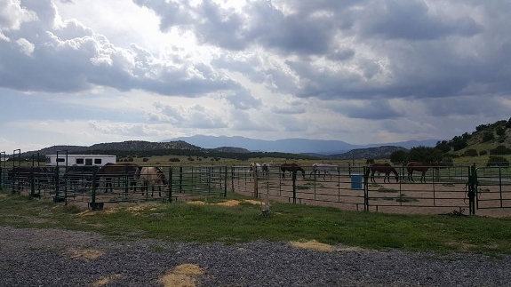 Horses in Arena